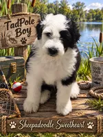 TADPOLE, a male Sheepadoodle for sale in Fort Worth, TX – 5 of 7