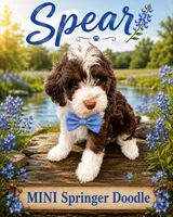 MINI Spear Boy, a male Springer Doodle for sale in Fort Worth, TX – 2 of 5