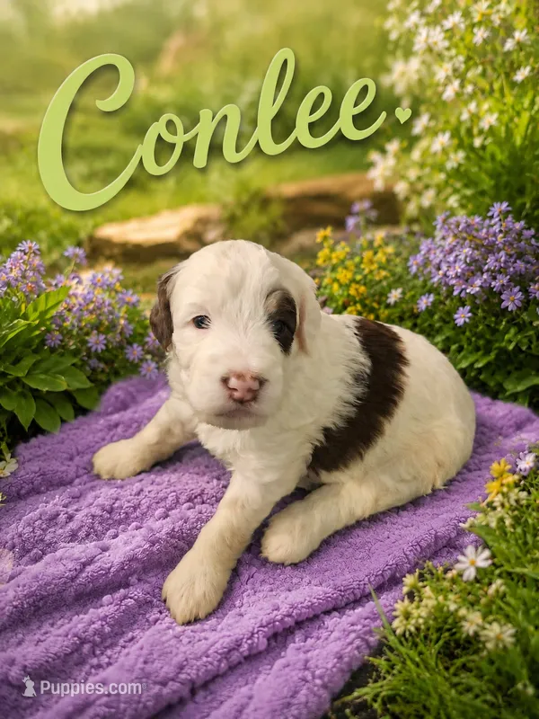 CONLEE GIRL (MINI) – Sheepadoodle puppy on hold in Fort Worth, TX