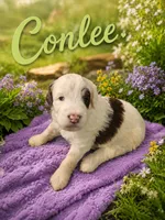 CONLEE GIRL (MINI), a female Sheepadoodle for sale in Fort Worth, TX – 1 of 2