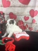 #6 GIRL, a female Jack Russell Terrier and Poodle - Miniature  for sale in Fort Worth, TX – Photo 4 of 5