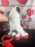 #6 GIRL, a female Jack Russell Terrier and Poodle - Miniature  for sale in Fort Worth, TX – Photo 2 of 5