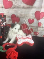 #6 GIRL, a female Jack Russell Terrier and Poodle - Miniature  for sale in Fort Worth, TX – Photo 3 of 5