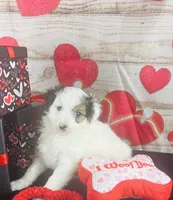 #6 GIRL, a female Jack Russell Terrier and Poodle - Miniature  for sale in Fort Worth, TX – Photo 1 of 5