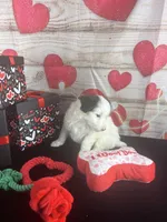 #6 GIRL, a female Jack Russell Terrier and Poodle - Miniature  for sale in Fort Worth, TX – Photo 5 of 5