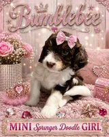 MINI BumbleBee Girl, a female Springer Doodle for sale in Fort Worth, TX – 2 of 5