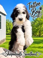 TATTOO, a male Sheepadoodle for sale in Fort Worth, TX – 1 of 5