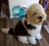 F1 SHEEPADOODLES, a  Sheepadoodle for sale in Fort Worth, TX – Photo 7 of 10