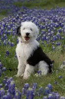 F1 SHEEPADOODLES, a  Sheepadoodle for sale in Fort Worth, TX – Photo 1 of 10