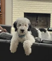 F1 SHEEPADOODLES, a  Sheepadoodle for sale in Fort Worth, TX – Photo 5 of 10