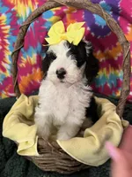 F1 SHEEPADOODLES, a  Sheepadoodle for sale in Fort Worth, TX – Photo 8 of 10