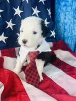 F1 SHEEPADOODLES, a  Sheepadoodle for sale in Fort Worth, TX – Photo 3 of 10