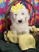 F1 SHEEPADOODLES, a  Sheepadoodle for sale in Fort Worth, TX – Photo 10 of 10