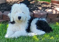 F1 SHEEPADOODLES, a  Sheepadoodle for sale in Fort Worth, TX – Photo 6 of 10