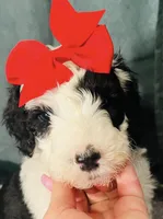 F1 SHEEPADOODLES, a  Sheepadoodle for sale in Fort Worth, TX – Photo 2 of 10