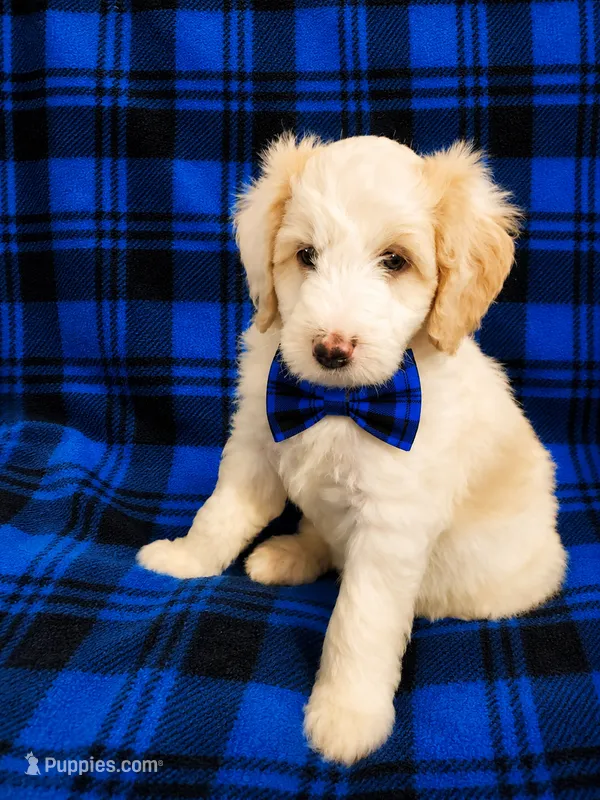 NELSON BOY (MINI) – Sheepadoodle puppy for sale in Fort Worth, TX