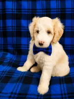 NELSON BOY (MINI), a male Sheepadoodle for sale in Fort Worth, TX – 2 of 7