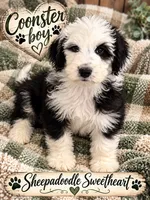 COONSTER, a male Sheepadoodle for sale in Fort Worth, TX – 2 of 7