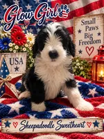 GLOW, a female Sheepadoodle for sale in Fort Worth, TX – 7 of 8