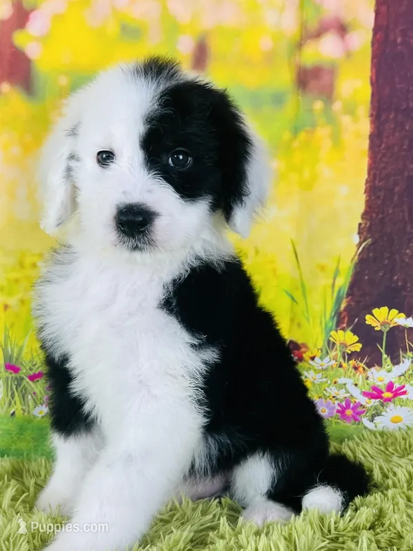 Tops Boy – Sheepadoodle puppy for sale in Fort Worth, TX