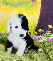 Tops Boy, a male Sheepadoodle for sale in Fort Worth, TX – Photo 8 of 10