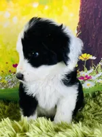 Tops Boy, a male Sheepadoodle for sale in Fort Worth, TX – Photo 6 of 10