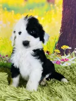 Tops Boy, a male Sheepadoodle for sale in Fort Worth, TX – Photo 7 of 10
