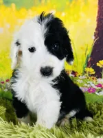 Tops Boy, a male Sheepadoodle for sale in Fort Worth, TX – Photo 2 of 10