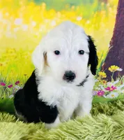 Tops Boy, a male Sheepadoodle for sale in Fort Worth, TX – Photo 10 of 10