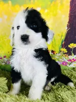 Tops Boy, a male Sheepadoodle for sale in Fort Worth, TX – Photo 4 of 10