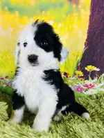 Tops Boy, a male Sheepadoodle for sale in Fort Worth, TX – Photo 9 of 10
