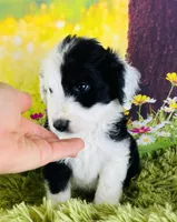 Tops Boy, a male Sheepadoodle for sale in Fort Worth, TX – Photo 3 of 10