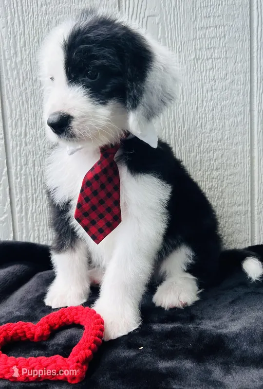 Tops Boy – Sheepadoodle puppy for sale in Fort Worth, TX