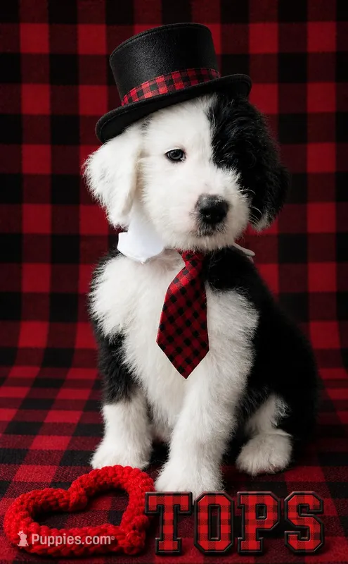 Tops Boy – Sheepadoodle puppy on hold in Fort Worth, TX