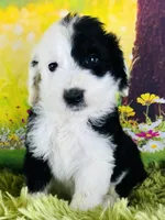 Tops Boy, a male Sheepadoodle for sale in Fort Worth, TX – Photo 1 of 10