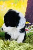 Tops Boy, a male Sheepadoodle for sale in Fort Worth, TX – Photo 5 of 10