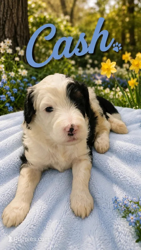 CASH BOY (MINI) – Sheepadoodle puppy for sale in Fort Worth, TX