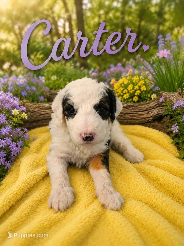 CARTER GIRL (MINI) – Sheepadoodle puppy on hold in Fort Worth, TX