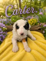 CARTER GIRL (MINI), a female Sheepadoodle for sale in Fort Worth, TX – 1 of 2