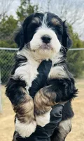 #9 BOY, a male Miniature Bernedoodle for sale in Fort Worth, TX – Photo 2 of 7