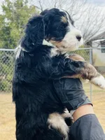 #9 BOY, a male Miniature Bernedoodle for sale in Fort Worth, TX – Photo 6 of 7