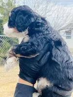 #9 BOY, a male Miniature Bernedoodle for sale in Fort Worth, TX – Photo 7 of 7