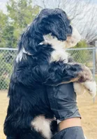 #9 BOY, a male Miniature Bernedoodle for sale in Fort Worth, TX – Photo 5 of 7