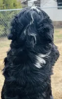 #9 BOY, a male Miniature Bernedoodle for sale in Fort Worth, TX – Photo 4 of 7