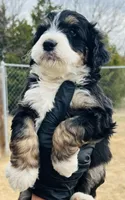 #9 BOY, a male Miniature Bernedoodle for sale in Fort Worth, TX – Photo 3 of 7