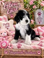 GLOW, a female Sheepadoodle for sale in Fort Worth, TX – 4 of 8