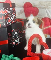 #2 BOY, a male Jack Russell Terrier and Poodle - Miniature  for sale in Fort Worth, TX – Photo 2 of 4