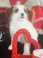 #2 BOY, a male Jack Russell Terrier and Poodle - Miniature  for sale in Fort Worth, TX – Photo 1 of 4