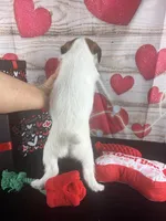 #2 BOY, a male Jack Russell Terrier and Poodle - Miniature  for sale in Fort Worth, TX – Photo 4 of 4