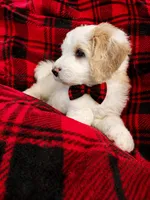 NELSON BOY (MINI), a male Sheepadoodle for sale in Fort Worth, TX – 4 of 7